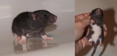 † Lilinka Žužlinka ILLEGAL Rats (L4)